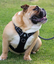 Load image into Gallery viewer, Huskimo Harness - Ultimate - Bells Beach - Extra Large
