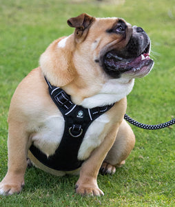 Huskimo Harness - Ultimate - Bells Beach - Extra Large