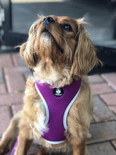 Load image into Gallery viewer, Huskimo Harness - Easyfit - Aurora - Small
